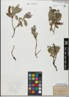 Foto von Salix glabra Scop.